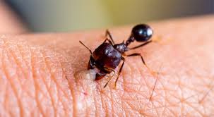 مكافحة النمل الأسود